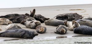 berck signe small