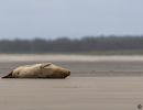berck signe small