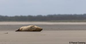 berck signe small