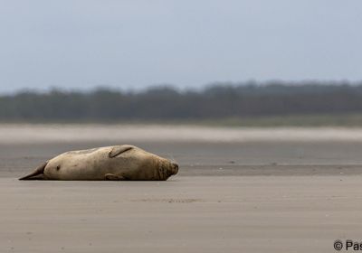 Baie de somme 2025 (Sortie club)