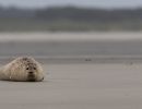 berck signe small