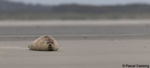 berck signe small