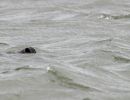 berck signe small