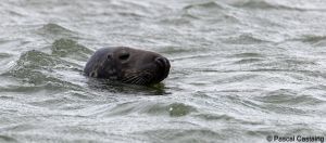 berck signe small