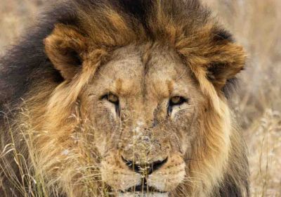 Faune Africaine
