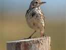 jh. dsc 9077 pipit farlouse