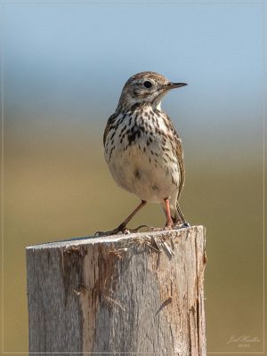 jh. dsc 9077 pipit farlouse