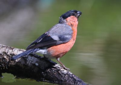 les oiseaux