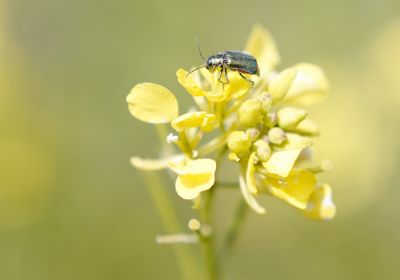 Macro