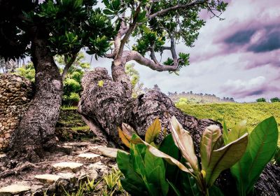 trees