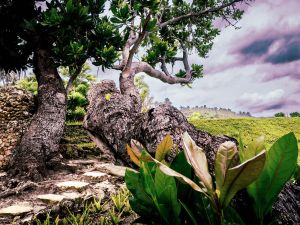 sumba tree123