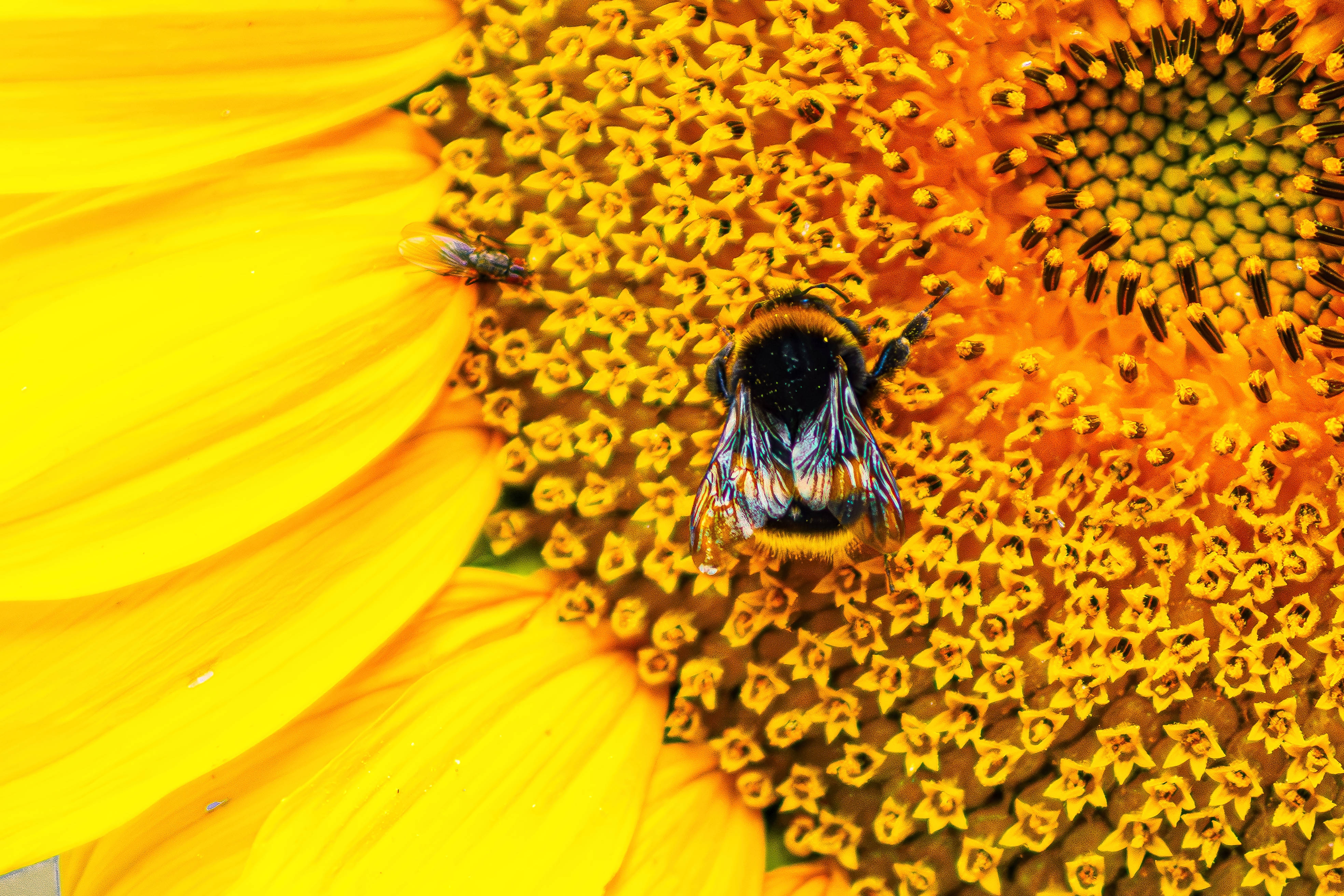 Couleur Jaune