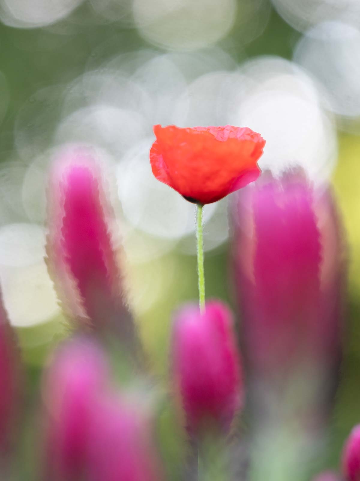 Sortie proxy fleurs